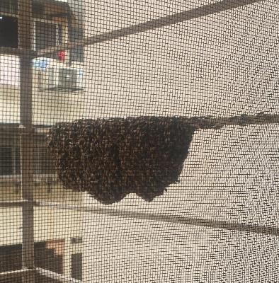bee removal experts